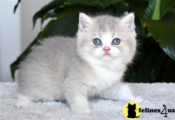 thechubbyfacedcat Picture 3
